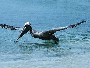 Francis Bay Pelicans: US Virgin Islands