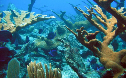 Protected ST John Coral Reefs