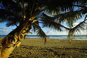 Palm on Beach DR